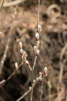 branches with catkins photo