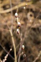 branches with catkins photo