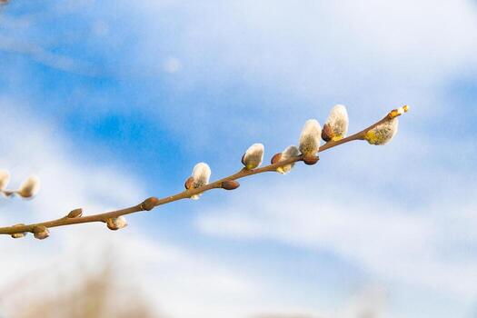 branches with catkins with blue sky background photo