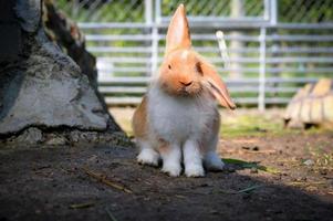 Rabbit, Close up shot. photo