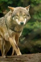 Portrait of Grey wolf photo