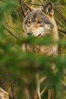 Photo of a Grey wolf