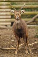 Indochinese Sika deer photo