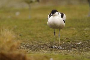 Photo of a Pied avocet
