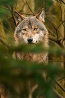 Photo of a Grey wolf