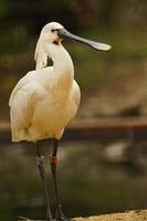 Portrait of Eurasian Spoonbill photo