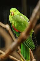 Red winged Parrot