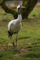 Photo of a Common crane