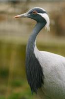 Photo of a Demoiselle Crane