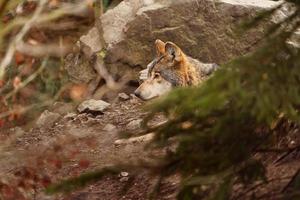 foto de un gris lobo