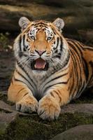 Photo of a Siberian tiger