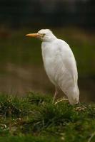 Photo of a Cattle egret