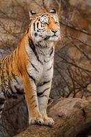 Photo of a Siberian tiger