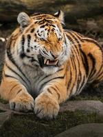Photo of a Siberian tiger
