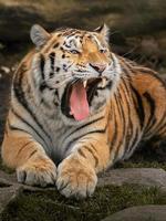 foto de un siberiano Tigre