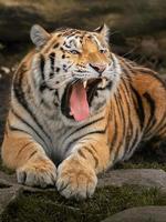 Photo of a Siberian tiger