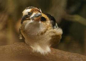 riendo kookaburra en rama foto