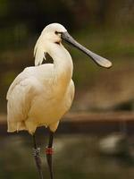 Portrait of Eurasian Spoonbill photo