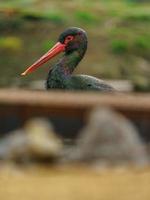 Black stork nearby pond