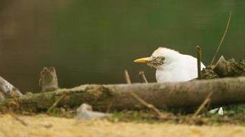 Cattle egret in zoo photo