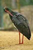 Black stork nearby pond