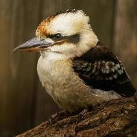 riendo kookaburra en rama foto