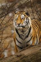 Photo of a Siberian tiger