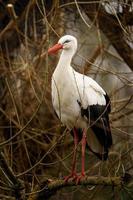 Photo of a White stork