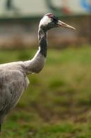 Photo of a Common crane