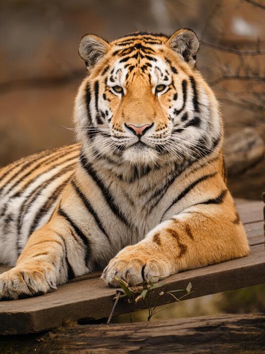 Tiger Color Stock Photos, Images and Backgrounds for Free Download