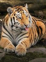 Photo of a Siberian tiger