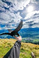 An alpine jackdaw black bird that eats from the hand photo