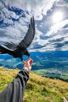 An alpine jackdaw black bird that eats from the hand photo