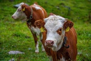 Two calves standing side by side photo