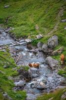 several cows crossing a stream photo