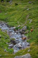 several cows crossing a stream photo