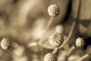 poppy seed pods in the fielda toned photo