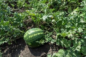 inmaduro sandía en el jardín. calabaza cultura. foto