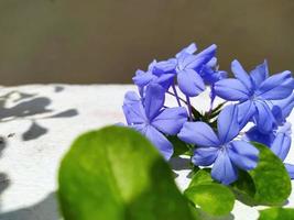 Macro of a beautiful Plumbaginaceae on a sunny day. photo