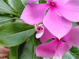 Macro of a bright pink flower bud. photo