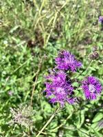 Summer Thistle flowers photo