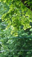 el la carretera ver con el verde arboles a lo largo el ambos lados en llevar a la fuerza en verano foto