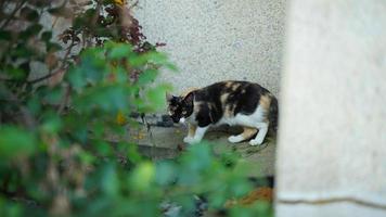 One cute cat having a rest in the yard photo