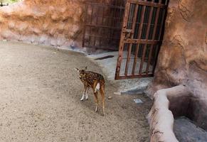 Rear view of one young female chital,standing on brown soil ground and looking backwards photo