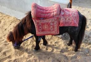 A miniature horse is a breed or type  of horse characterised by its small size photo
