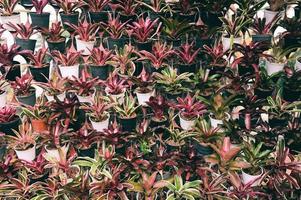 Bromeliads in pot hang it on a natural wall, Plant wall bromeliad flower in the garden photo