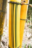 Fresh yellow bamboo stalks tree with green pattern on agricultural bamboo forest photo