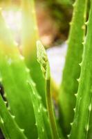 Aloe vera plant green herbal medicines and flower leaf in the garden herb photo