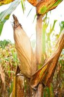 maduro maíz mazorca en planta árbol Espere para cosecha en maíz campo agricultura foto