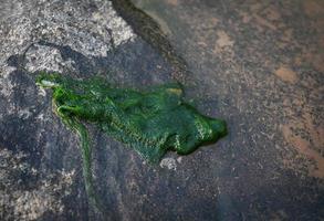 Spirogyra freshwater algae - seaweed freshwater in the river stream can live in clean water, green aquatic weed - common names include water silk, mermaid's tresses, and blanket weed photo